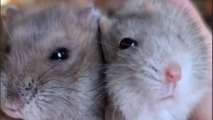 hamster care guide showing a dwarf hamster cohabitation