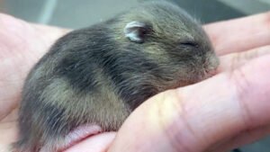 hamster care guide essentials for new dwarf hamster owners